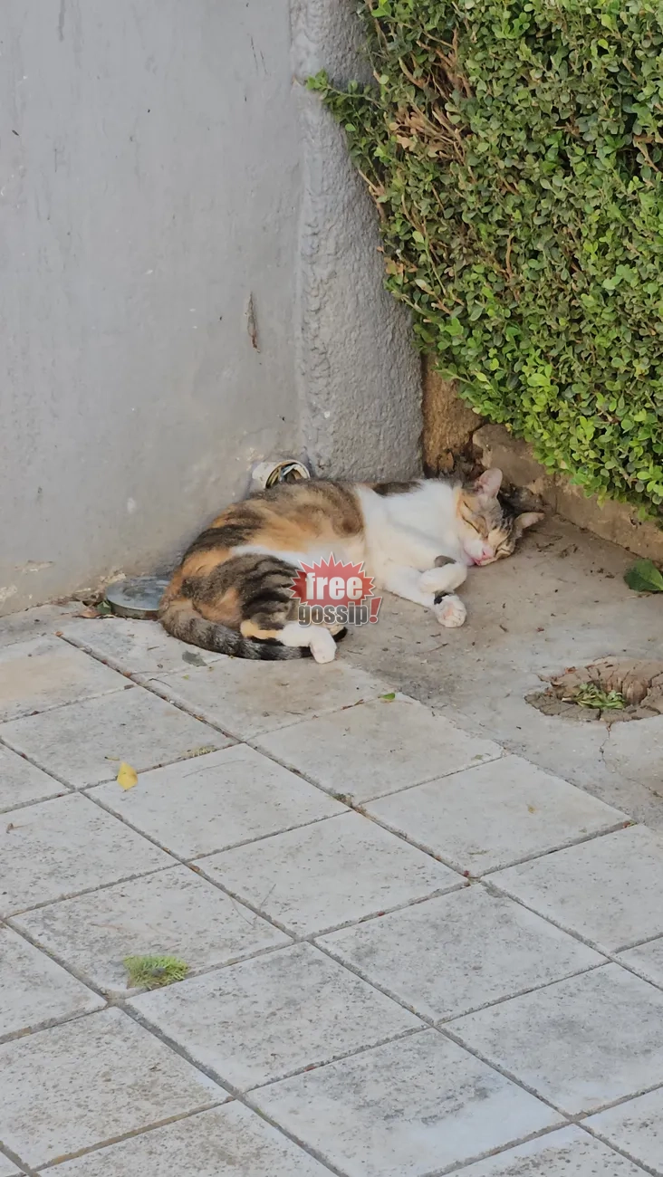 Τρίχρωμη αδέσποτη γάτα κοιμάται χαλαρή στο πλακόστρωτο πεζοδρόμιο δίπλα σε τοίχο και πράσινο θάμνο έξω από είσοδο σπιτιού στη Βούλα