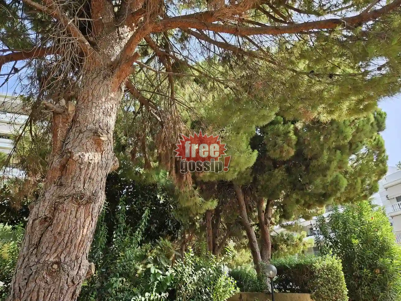 Γλυφάδα: Τα πεζοδρόμια της «παραίτησης» και ο κίνδυνος από τα ακλάδευτα δέντρα – Πού παρεμβαίνει ο Δήμος