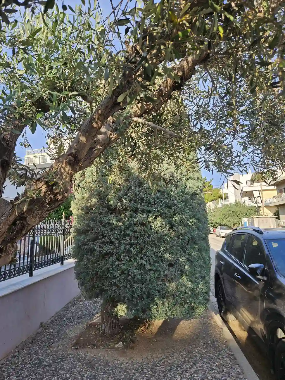 Γλυφάδα: Γιατί οι κάτοικοι κλείνουν τα πεζοδρόμια με δέντρα; Η αυθαιρεσία με πρόσχημα το πράσινο
