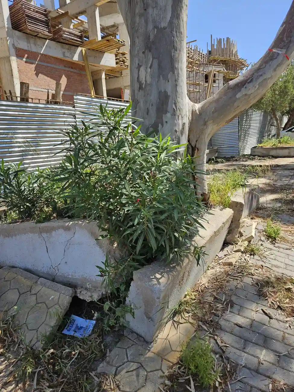 Γιατί σπάνε τα πεζοδρόμια από τις ρίζες στη Γλυφάδα;