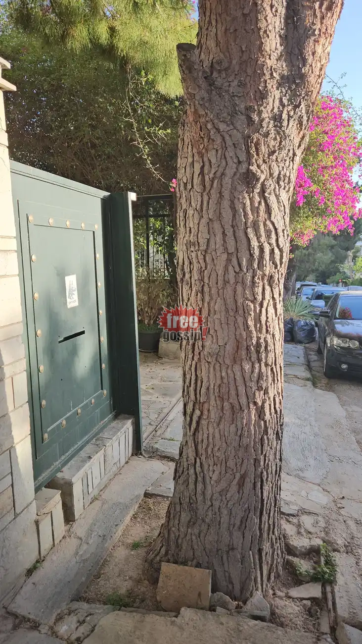 Γλυφάδα 2026: Όταν το δέντρο του δήμου σου κλείνει την πόρτα του σπιτιού