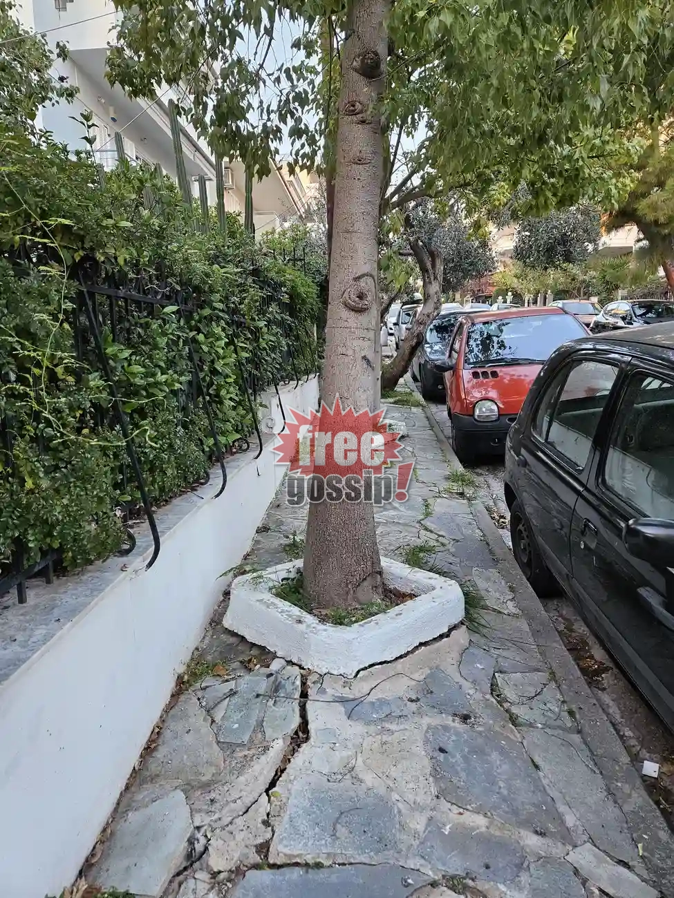 Άνω Γλυφάδα: Φύτεψαν δέντρο στο πεζοδρόμιο και η κυρά Μαρία πάει… από την άσφαλτο!