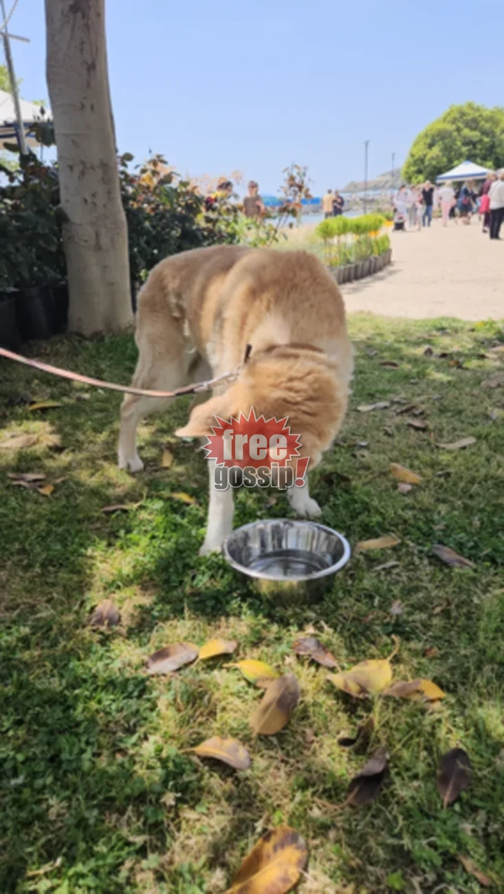 Βάρκιζα: Οι νέες pet-friendly υποδομές στην ανανεωμένη ακτογραμμή προσφέρουν ανάσες δροσιάς στα τετράποδα
