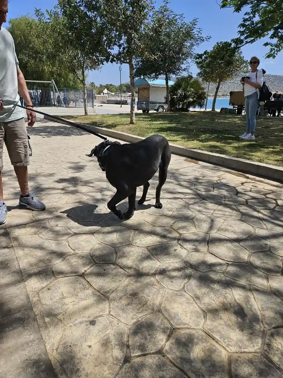 Γιορτή Υιοθεσίας στη Βάρκιζα: Πώς θα υιοθετήσεις υπεύθυνα έναν από τους τετράποδους πρωταγωνιστές των νοτίων προαστίων