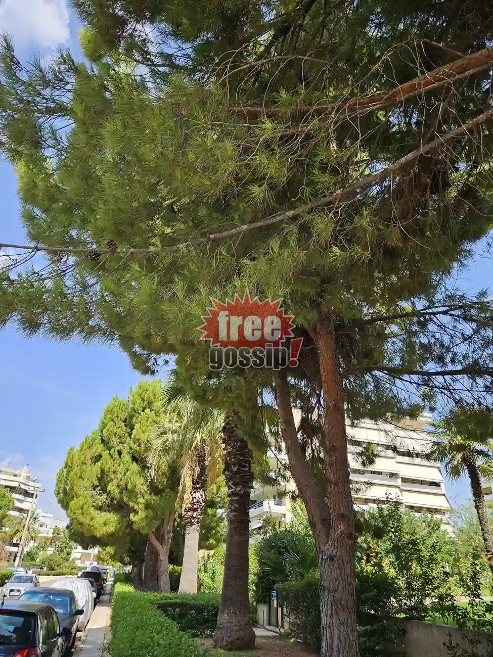 Γλυφάδα: Η άγνωστη πλευρά της πόλης – Εκεί όπου περπατάς ανάμεσα στα πεύκα